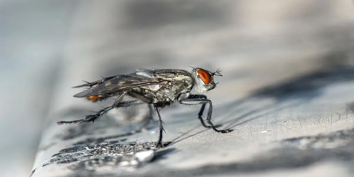 How To Get Rid of Flies in Texas