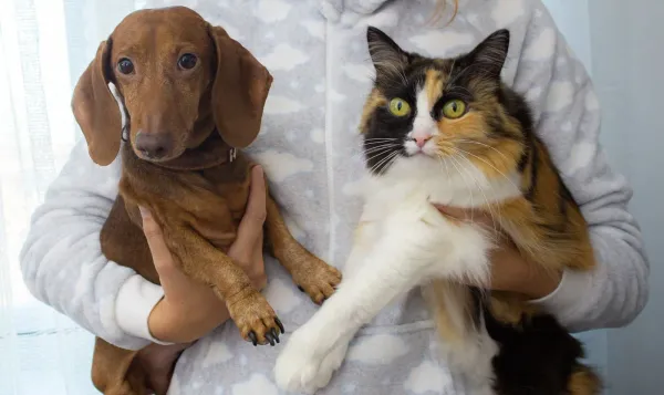 person holding a brown dog and a cat