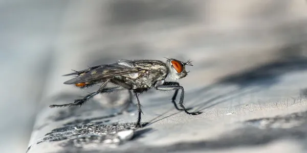 a fly in central texas sitting on a log