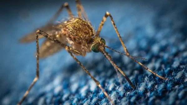 macro photo of a brown mosquito