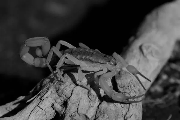 A striped bark scorpion sitting on a pile of wood outside