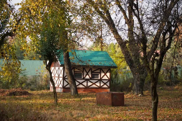 shed beside tall trees