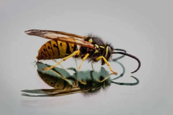 Wasp on reflective surface