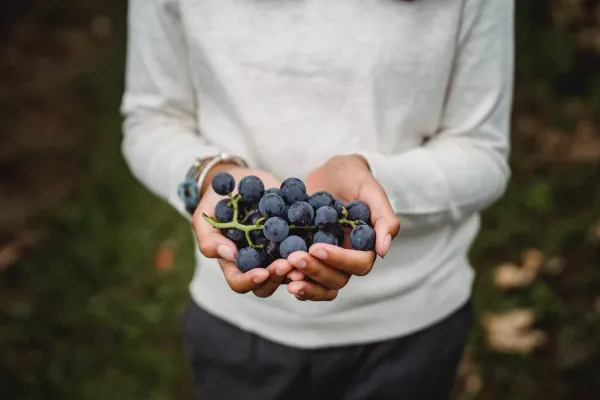 unrecognizable harvester with bunch of tasty grapes on farmland